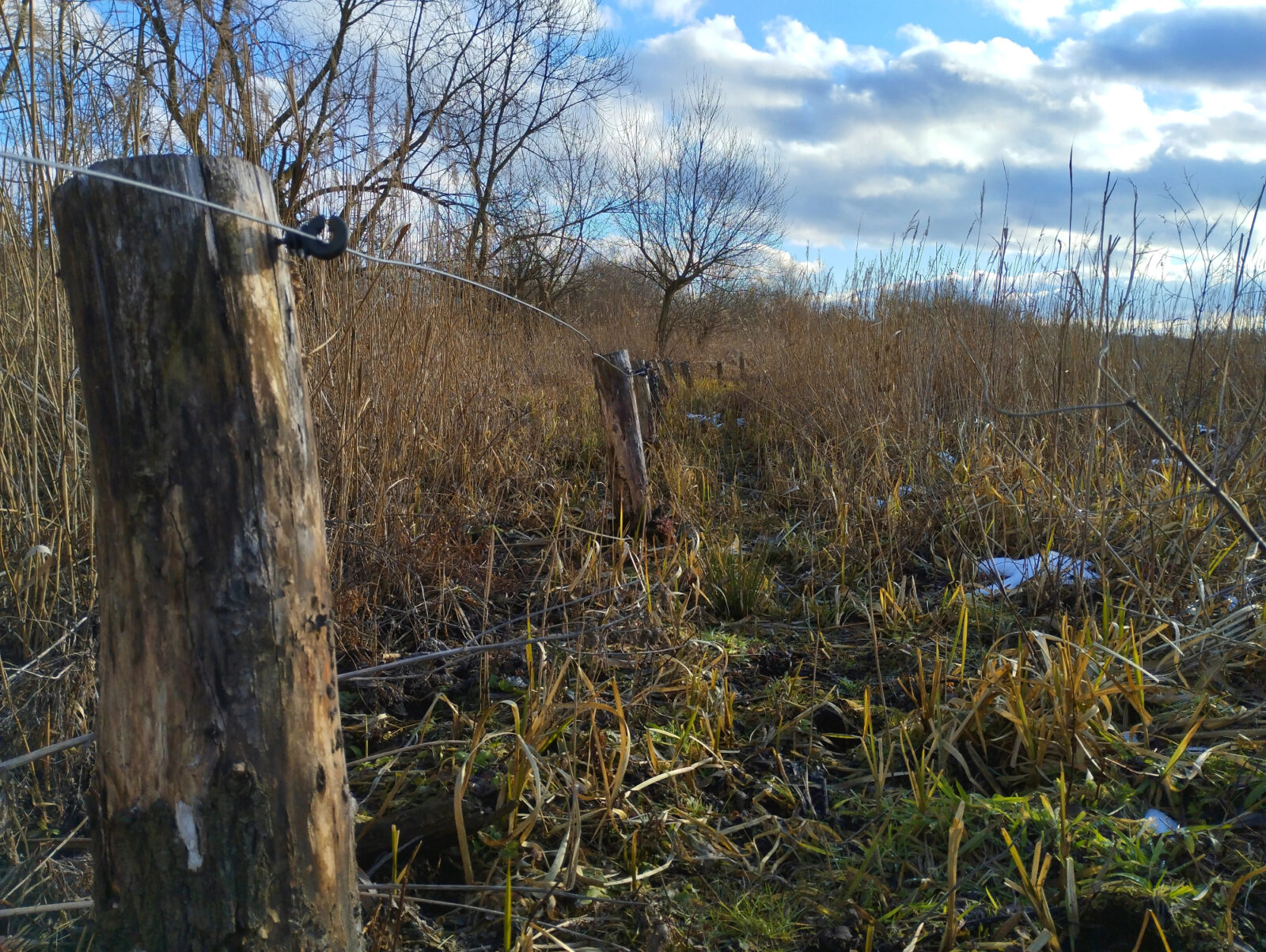 Kako je lahko električni pastir tiha meja med svobodo in nadzorom